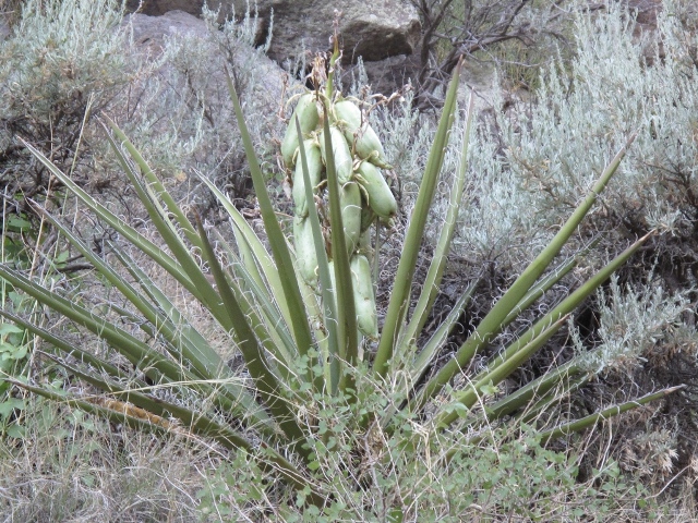 Banana Yucca Yucca Baccata 